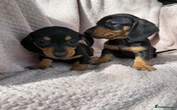 Miniature Dachshund dogs for sale: My amazing sausages are ready for new homes  - Image 4