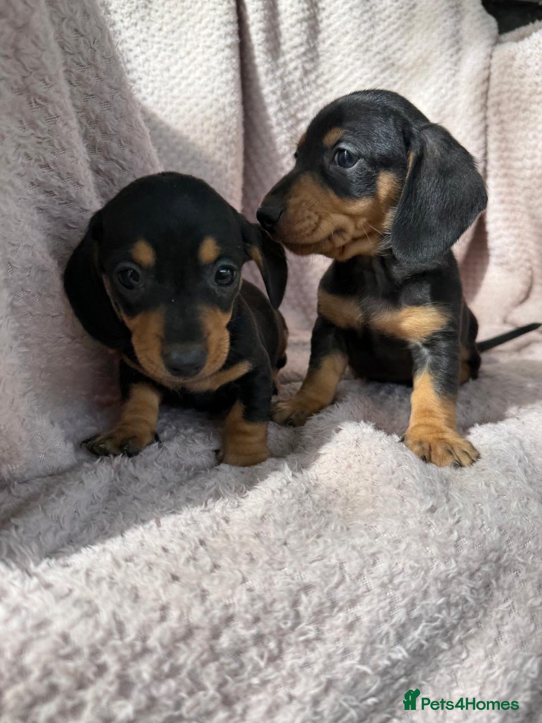 Miniature Dachshund dogs for sale: My amazing sausages are ready for new homes  - Image 4