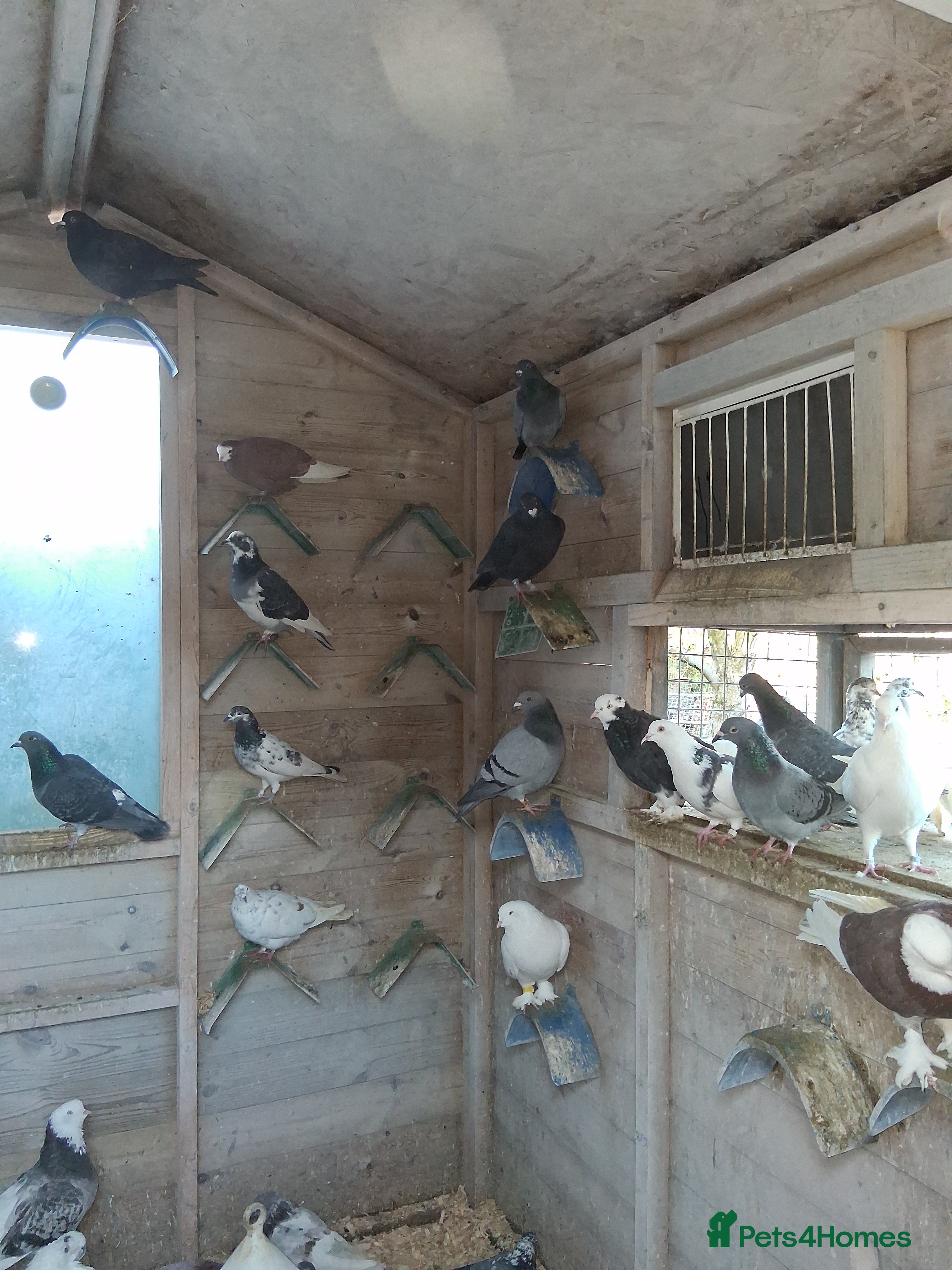 Mixed Breed birds Fancy pigeons  - Advert 5