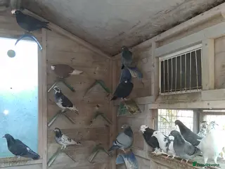 Mixed Breed birds Fancy pigeons - Advert 10