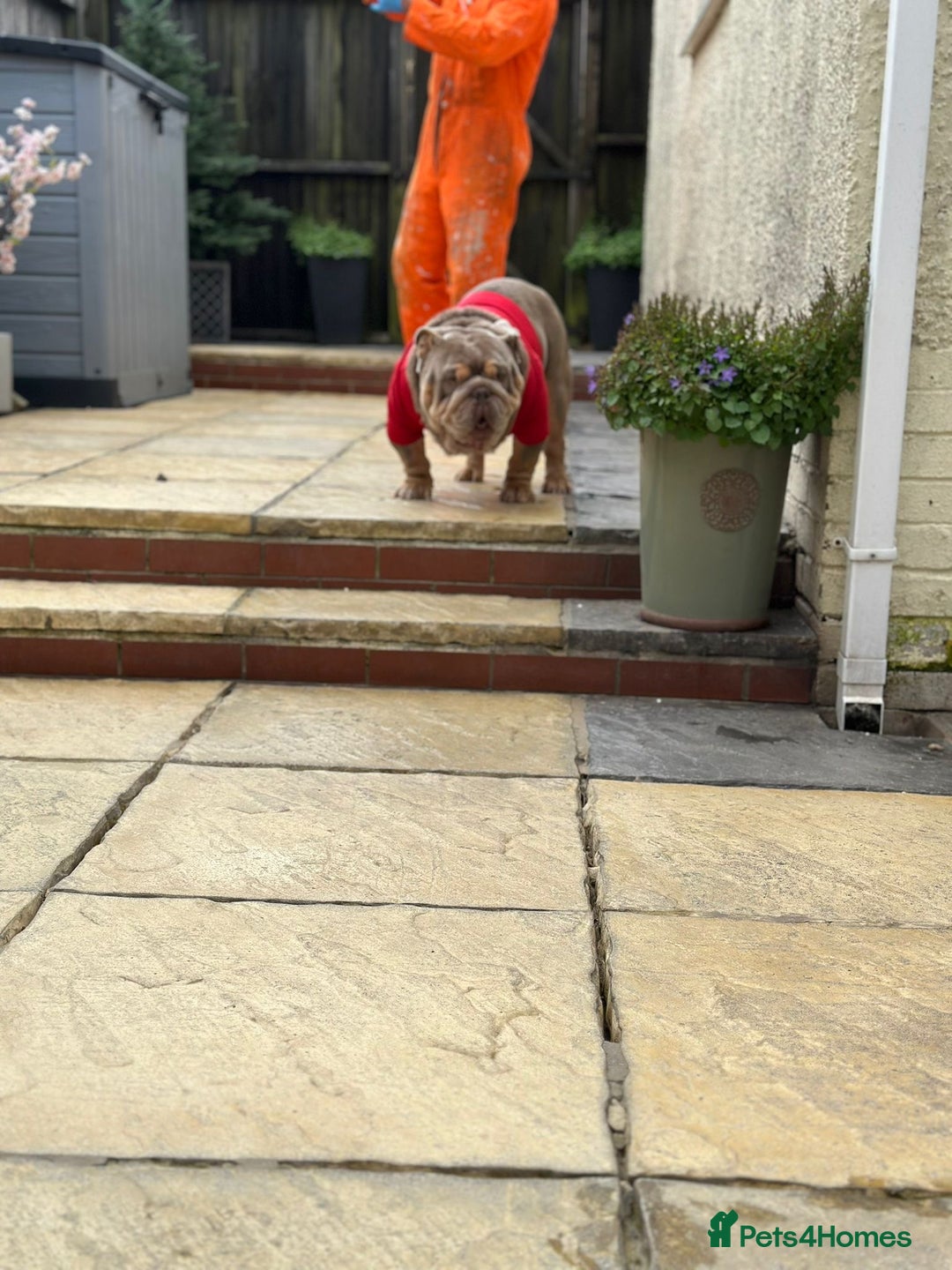 English Bulldog dogs for sale: Champion Bloodlines KC British Bulldogs - Image 28