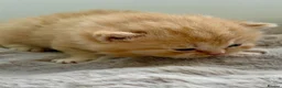 British Shorthair cats for sale: Stunning Chocolate BSH Kittens - Advert 3