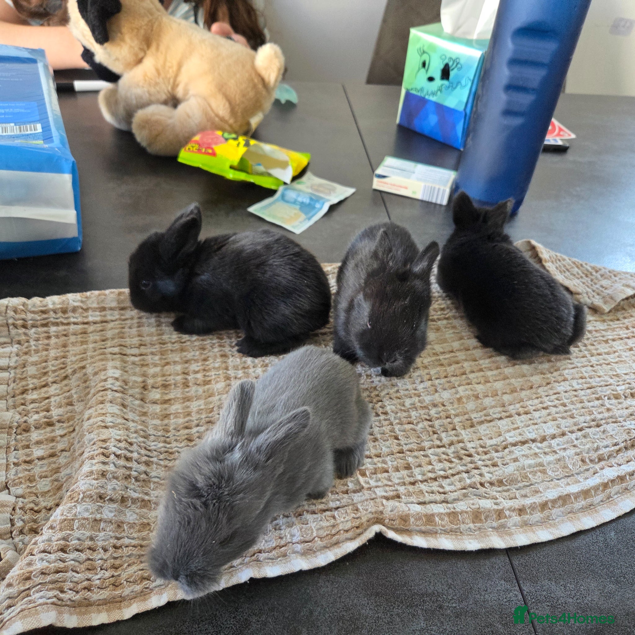 Mini Lion Lop rabbits Cutest bunnys  - Advert 1