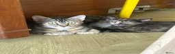 British Shorthair cats for sale: Lovely female tortoiseshell kitten for sale.  - Advert 1