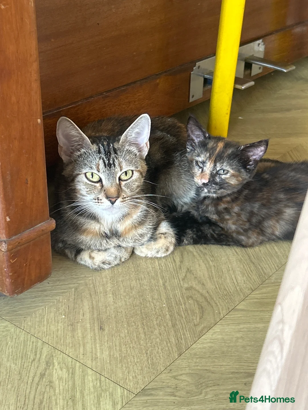 British Shorthair cats for sale: Lovely female tortoiseshell kitten for sale.  - Advert 1