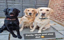 Goldador dogs for sale: Upcoming litter of beautiful F1B Goldadors - Image 5
