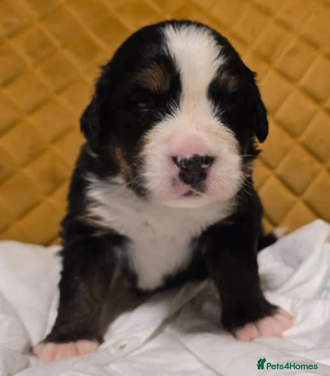 Bernese Mountain Dog dogs for sale: Pure bred kc registered bernese mountain dogs  - Advert 4