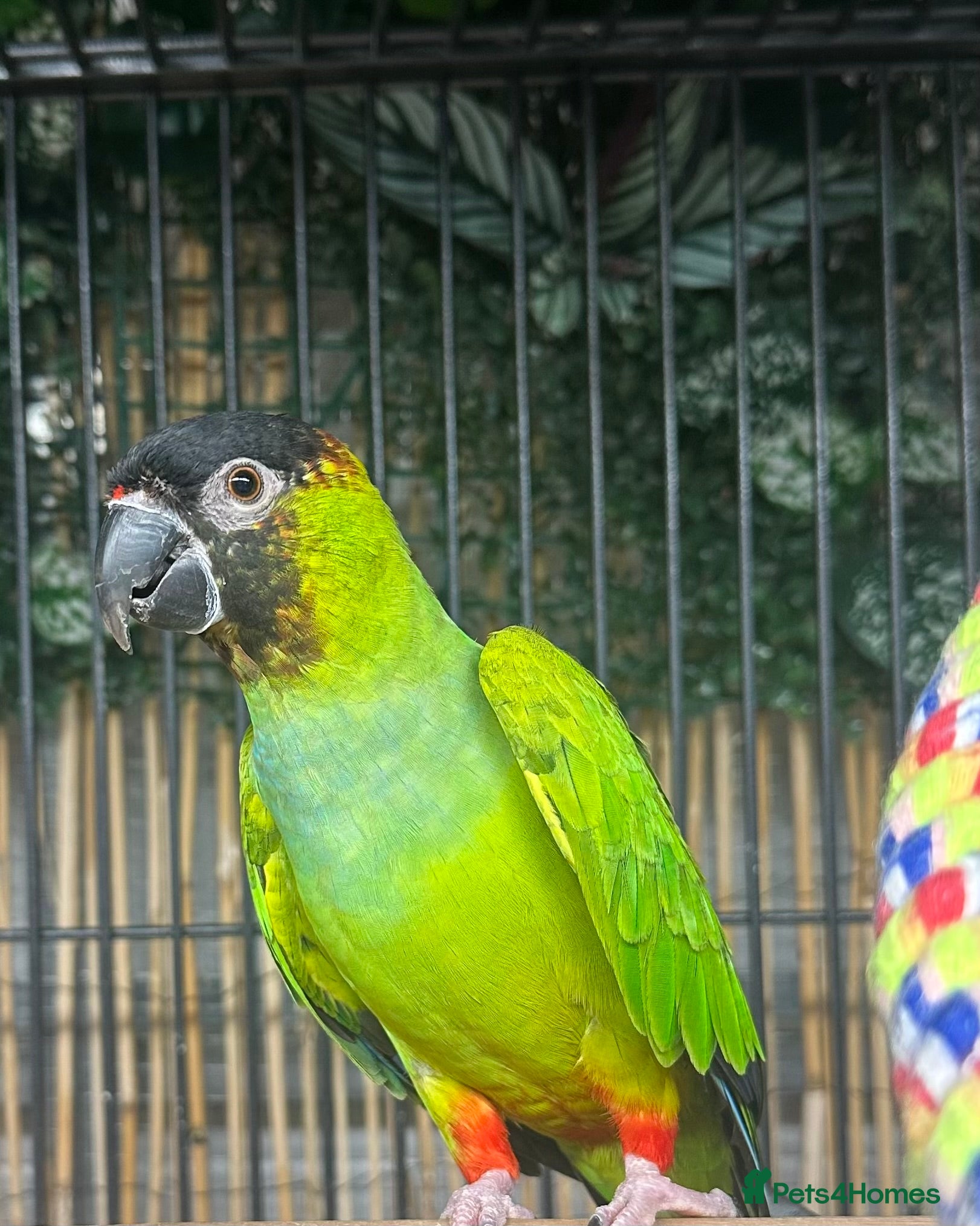 Conures birds Aviary Conures - Advert 5