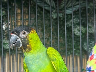 Conures birds - Advert 11