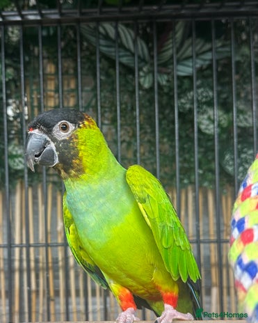 Conures birds - Advert 5