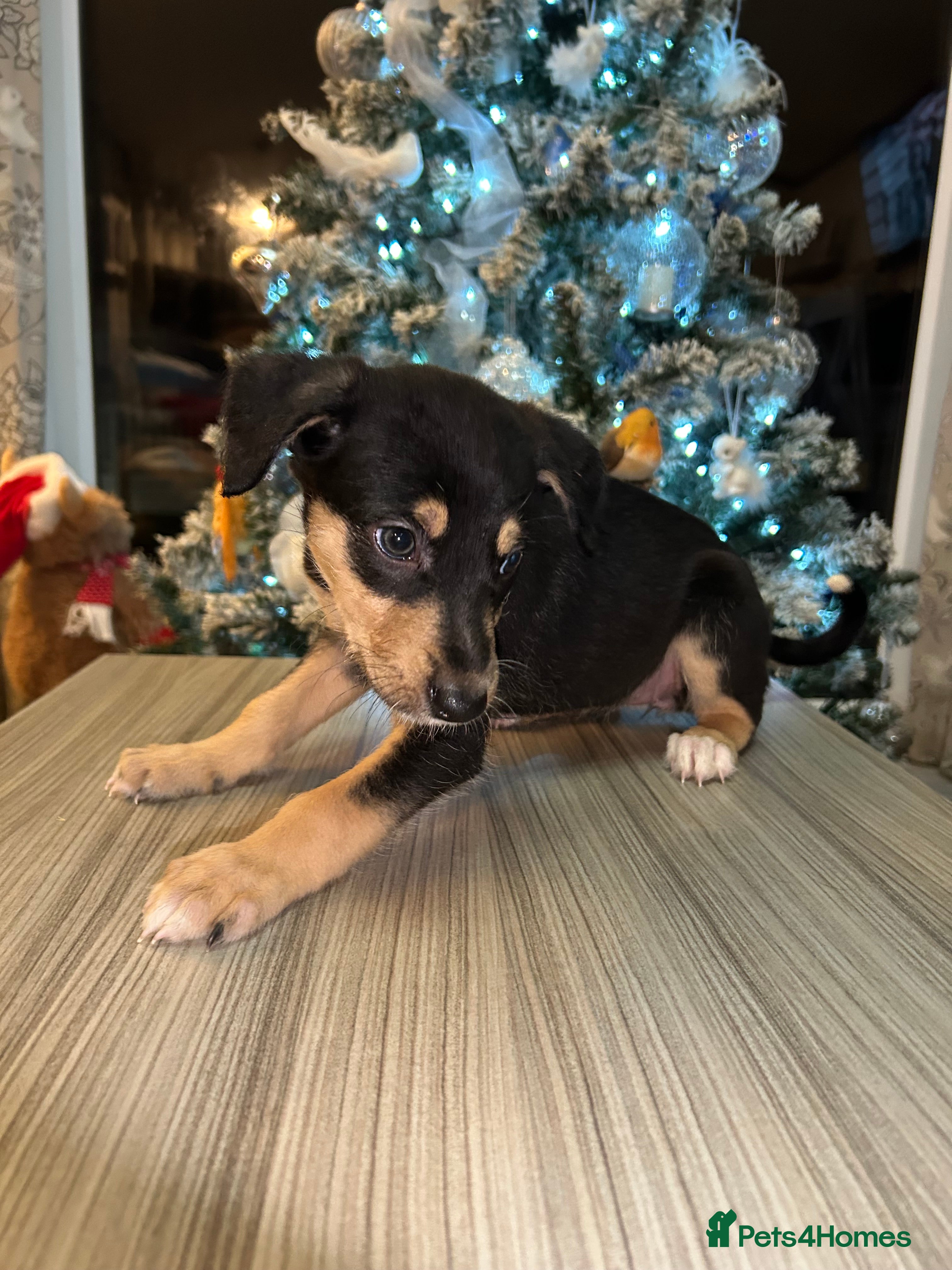 Mixed Breed dogs Lurcher puppies  - Advert 3