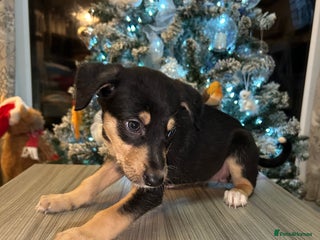 Mixed Breed dogs Lurcher puppies - Advert 3