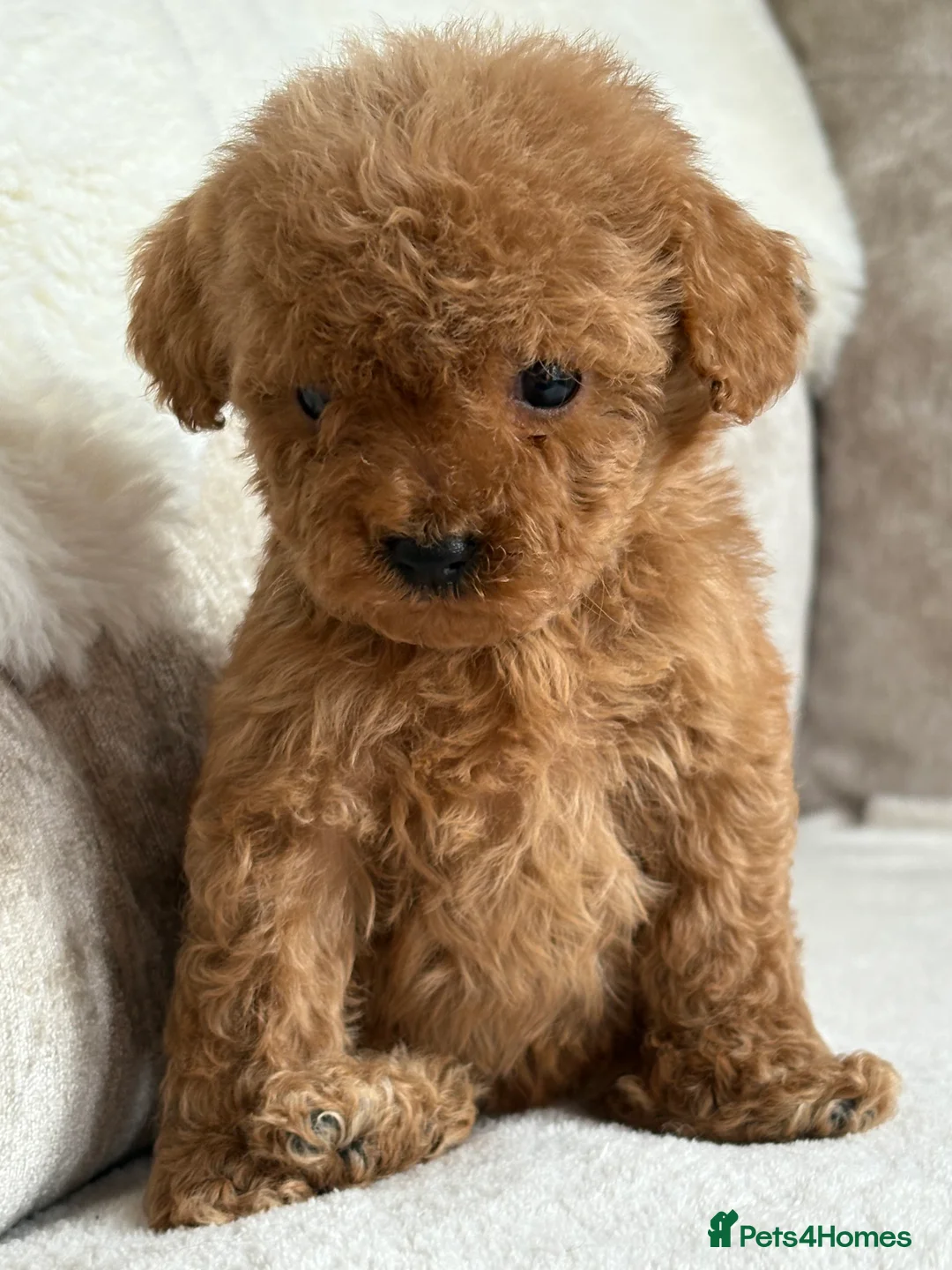 Miniature Poodle dogs for sale: 4 gorgeous miniature girl poodles - Advert 7