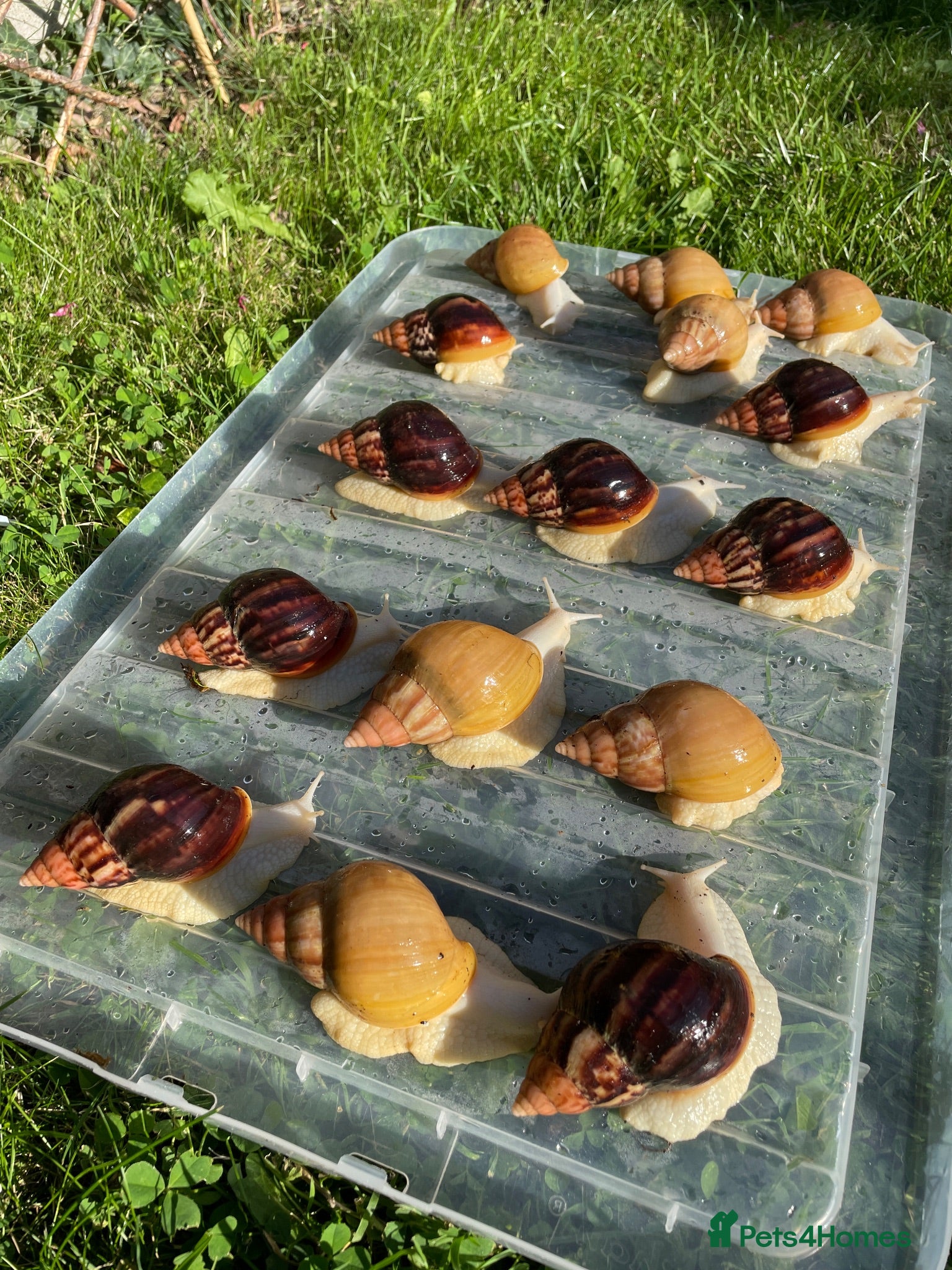 Snails invertebrates Albino Giant African Snails for sale! - Advert 1