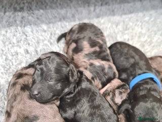 Cockapoo dogs - Advert 30