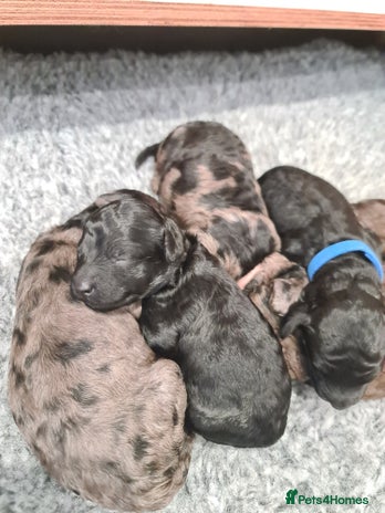 Cockapoo dogs - Advert 4