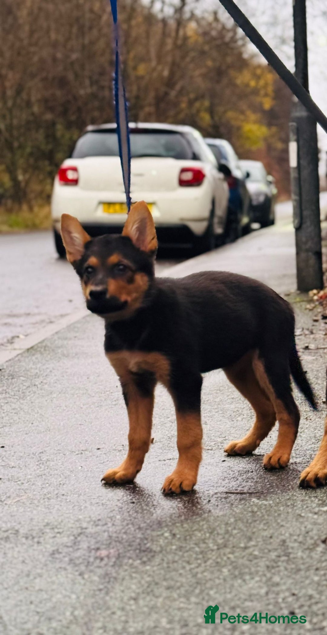 German Shepherd dogs for sale: Exceptional German Shepherd Girls - Advert 20