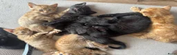 Domestic Shorthair cats for sale: Ginger girl/boy Black girl/boy kittens for sale  in Loughborough - Advert 25
