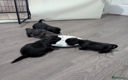 Dachshund dogs for sale: Dachshund x puppies male 2x long haired  - Image 1