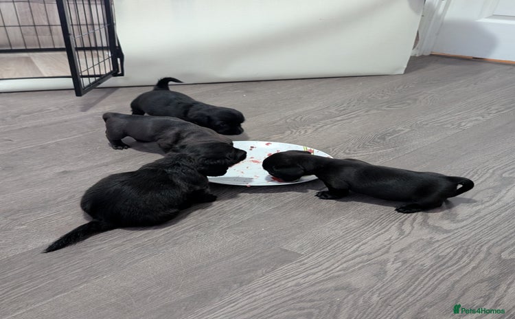 Dachshund dogs - Advert 7