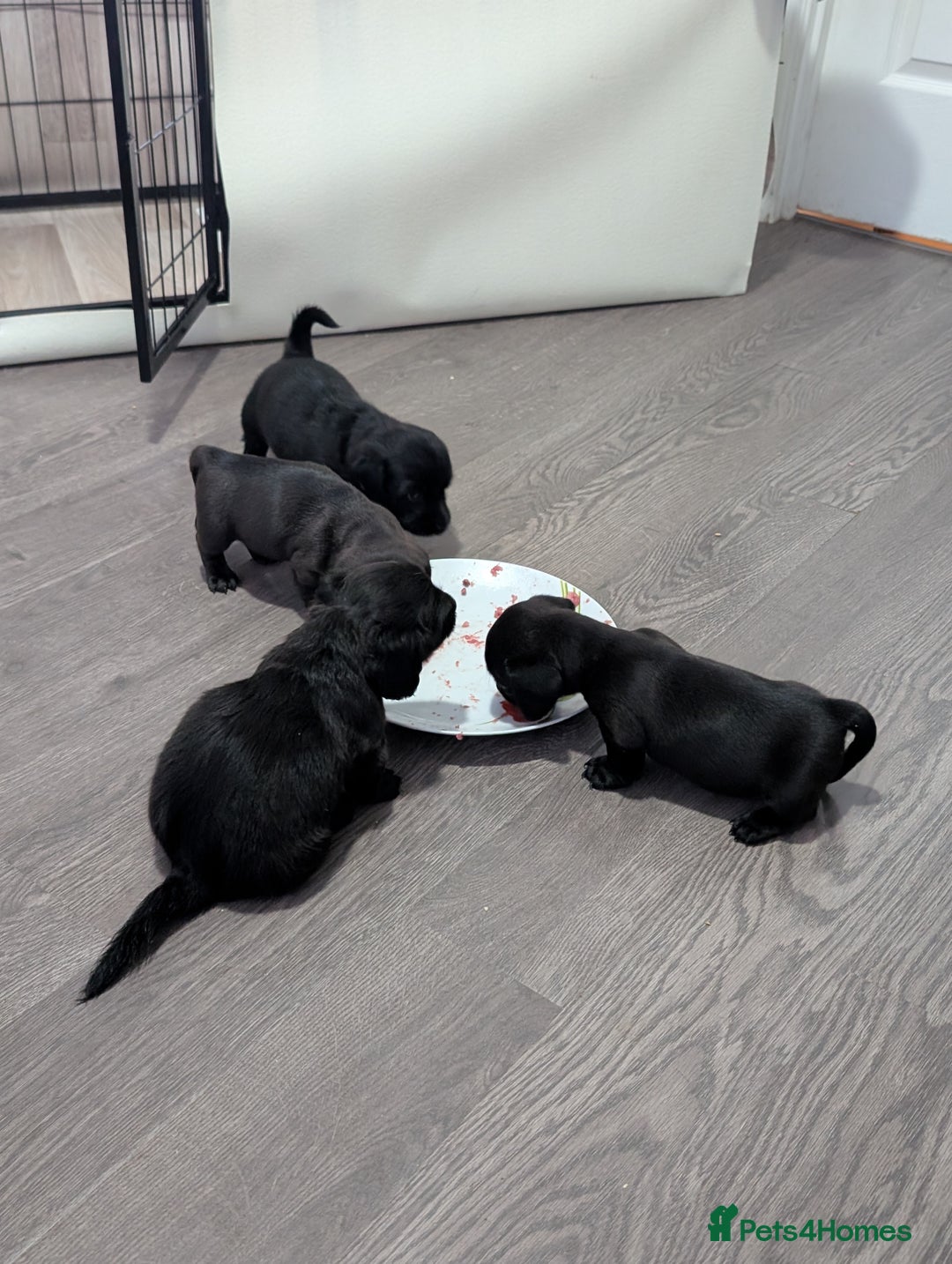Dachshund dogs for sale: Dachshund x puppies male 2x long haired  - Image 1