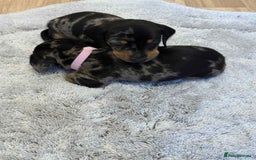 Dachshund dogs for sale: Adorable dachshund puppies ready for loving homes - Image 9