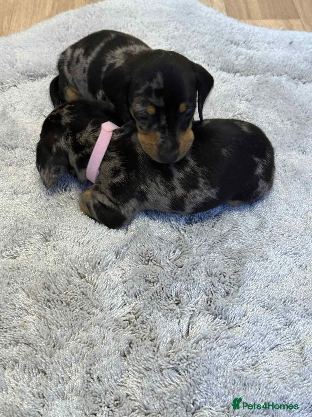 Dachshund dogs for sale: Adorable dachshund puppies ready for loving homes - Image 9