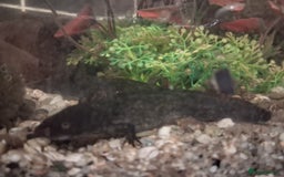 Axolotl reptiles for sale: ALL NOW REHOMED. Axolotl Juveniles Approx 3 months - Advert 2