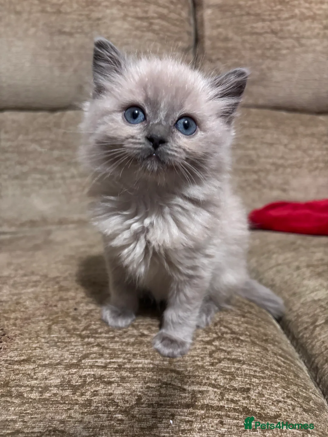 Ragdoll cats for stud: Lilac tabby colourpoint for stud - Advert 9