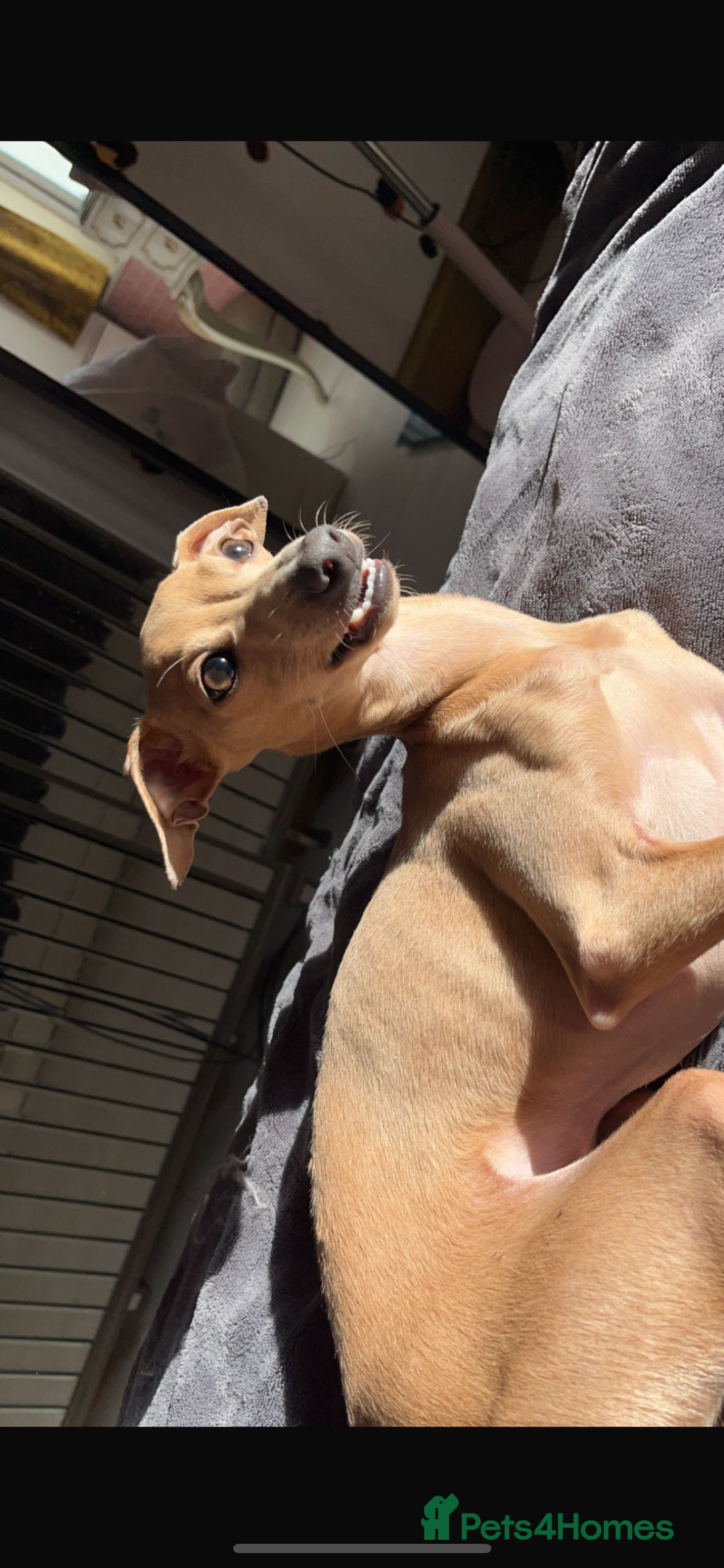 Italian Greyhound dogs for stud: Tiny stud with larger than life personality - Image 6