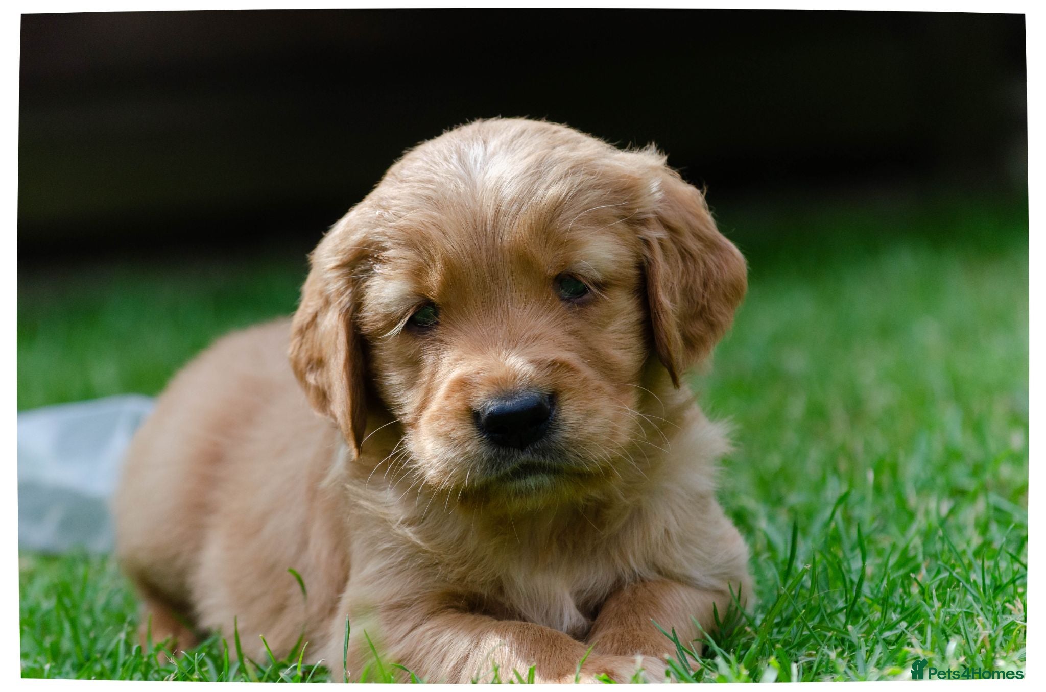 Golden Retriever dogs  GOLDEN RETREVER KC PUPPIES - Advert 14