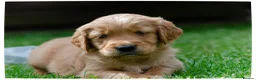 Golden Retriever dogs for sale: READY GOLDEN RETREVER KC PUPPIES - Advert 25
