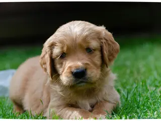 Golden Retriever dogs GOLDEN RETREVER KC PUPPIES - Advert 14