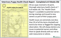 Labrador Retriever dogs for sale: Red Fox Labs : Health Checked-KC Reg-FTCH Pedigree - Image 18