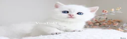 British Longhair cats for sale: Super Rare & Top Quality Kittens - Advert 9