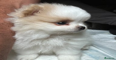 Pomeranian dogs - Advert 19