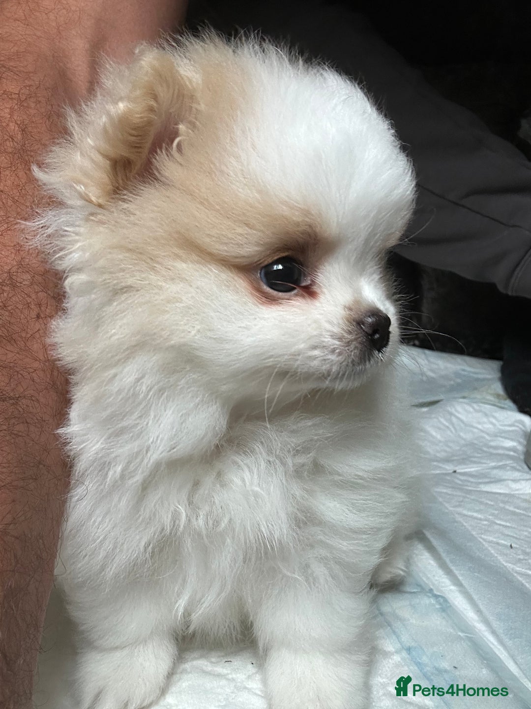 Pomeranian dogs for sale: KC Reg Pomeranian Girls - Image 2