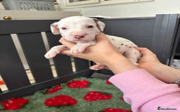 Dalmatian dogs for sale: 8 Gorgeous Dalmatian Puppies - Image 12