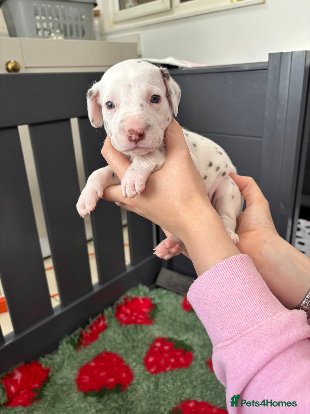 Dalmatian dogs for sale: 8 Gorgeous Dalmatian Puppies - Image 12