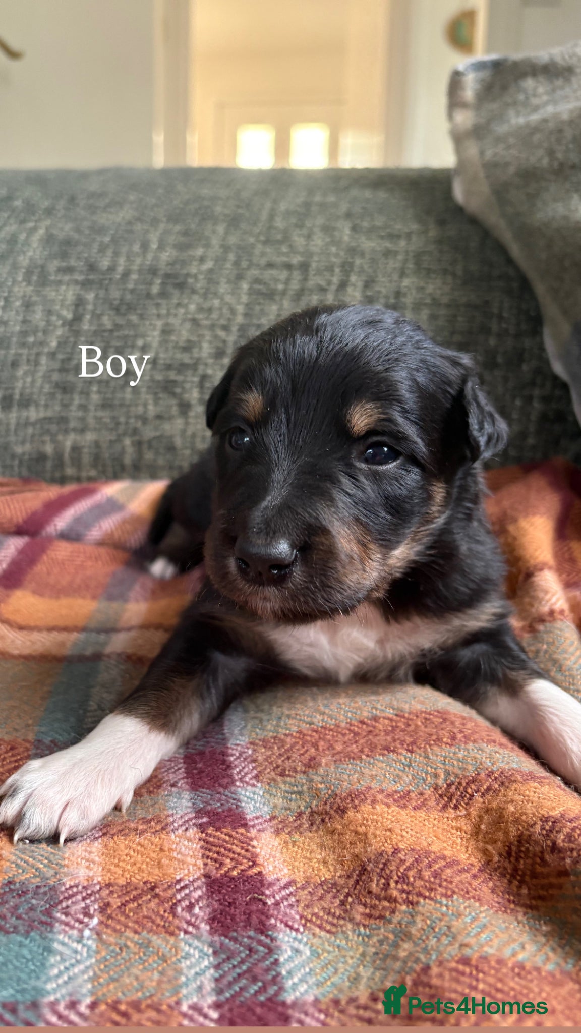 Mixed Breed dogs Beautiful Collie x Kelpie puppies available! - Advert 8