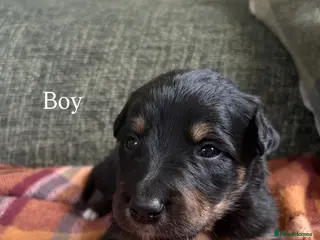 Mixed Breed dogs Beautiful Collie x Kelpie puppies available! - Advert 8