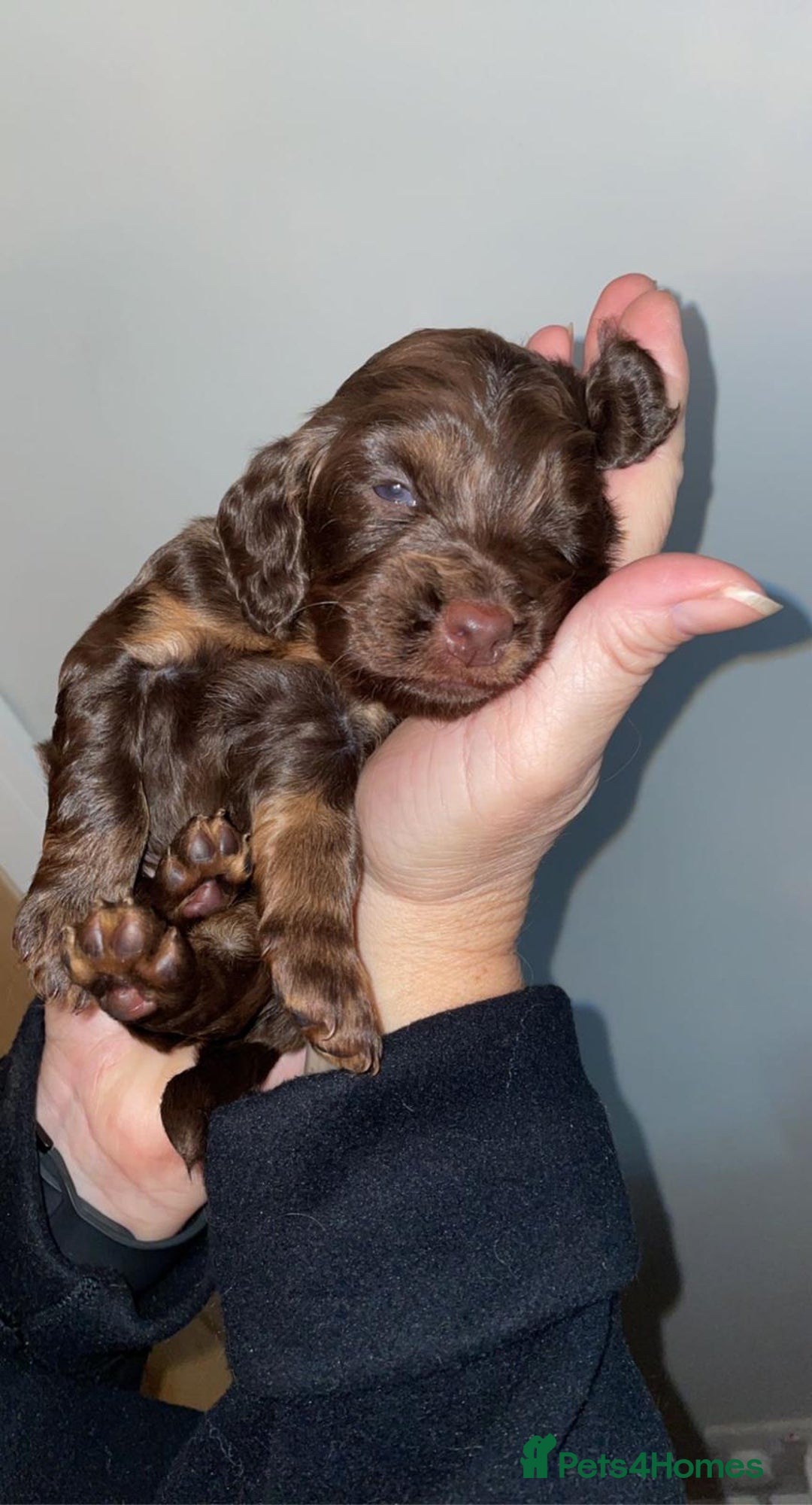 Cocker Spaniel dogs for stud: SHOW COCKER SPANIEL 🐕 health tested stud  in Brentwood - Advert 21