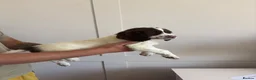 English Springer Spaniel dogs for sale: WORKING PURE SPRINGER SPANIEL PUPPIES  - Advert 5