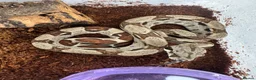 Boa Snake reptiles for sale: Common boas for sale  in Birmingham - Advert 4
