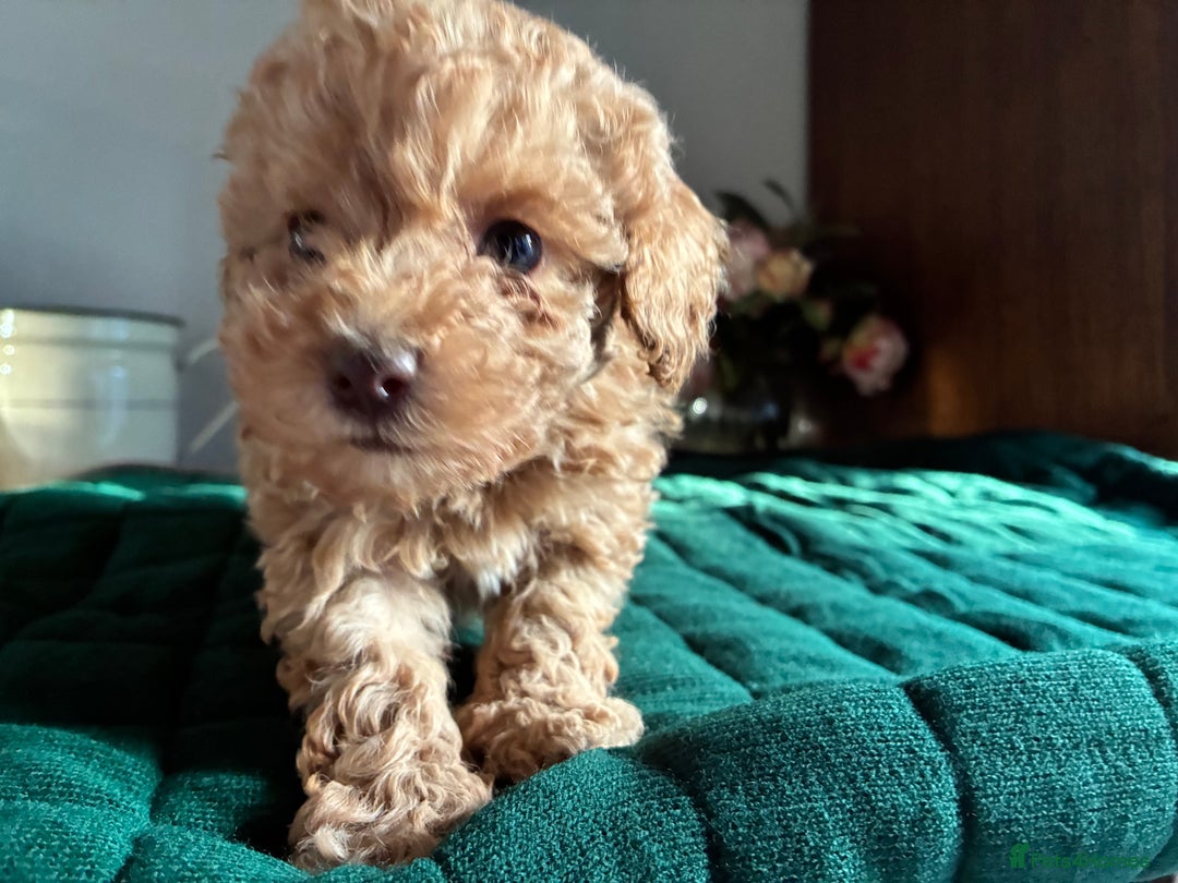Toy Poodle dogs for sale: Red and Apricot Tiny Toy Poodles - Ready Soon - Advert 10