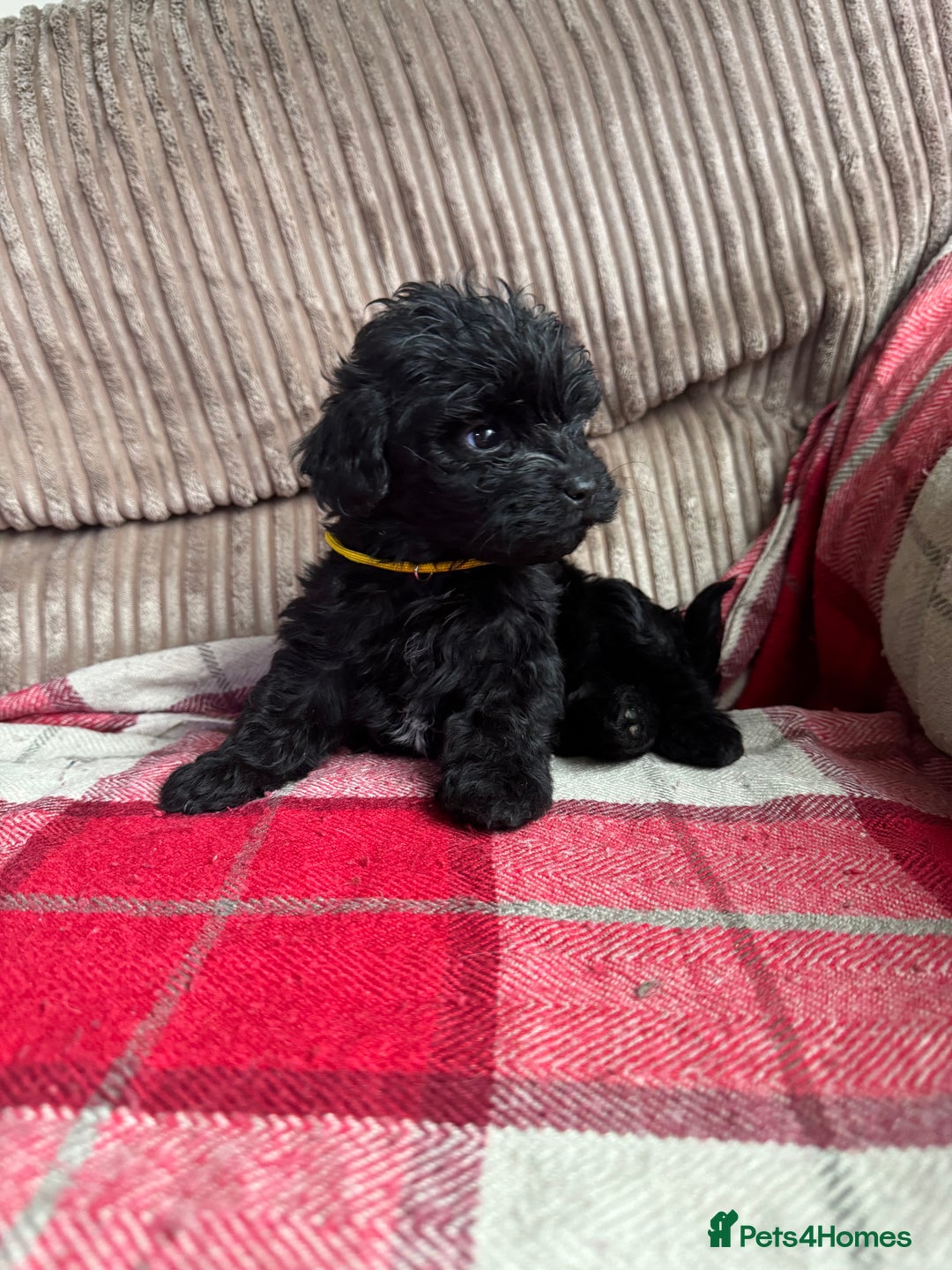 Mixed Breed dogs for sale: 7 Spinger cross Shihpoo puppies - Advert 10