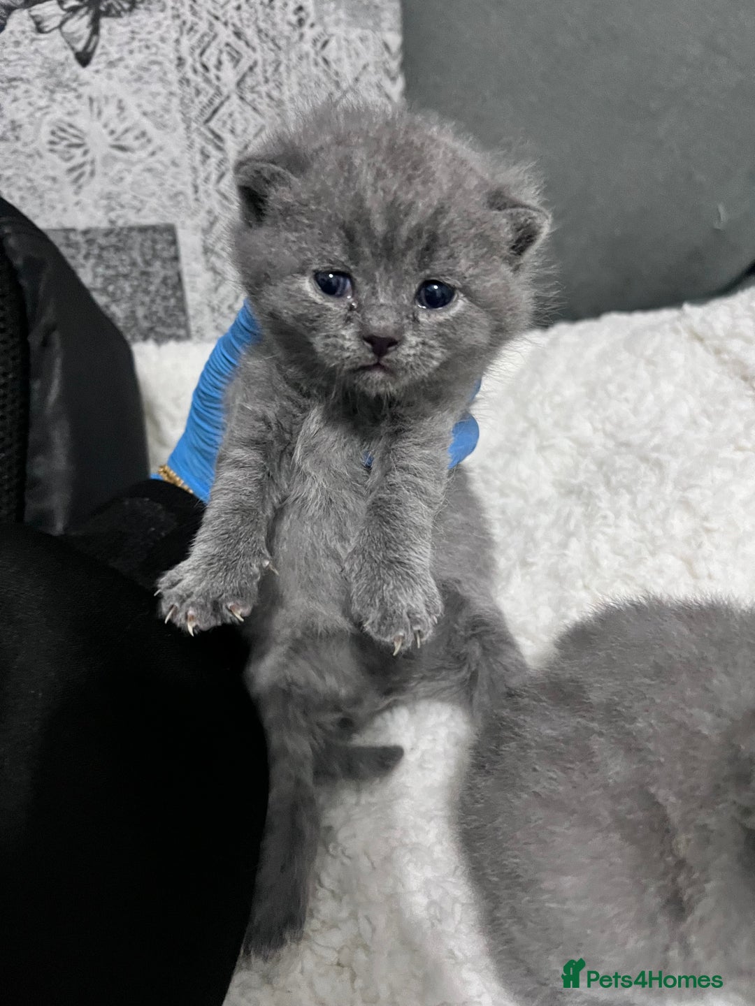 British Shorthair cats for sale: 3 British short hair kittens - Advert 7