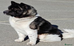 Akita dogs for sale: Adult American Akita - Image 6