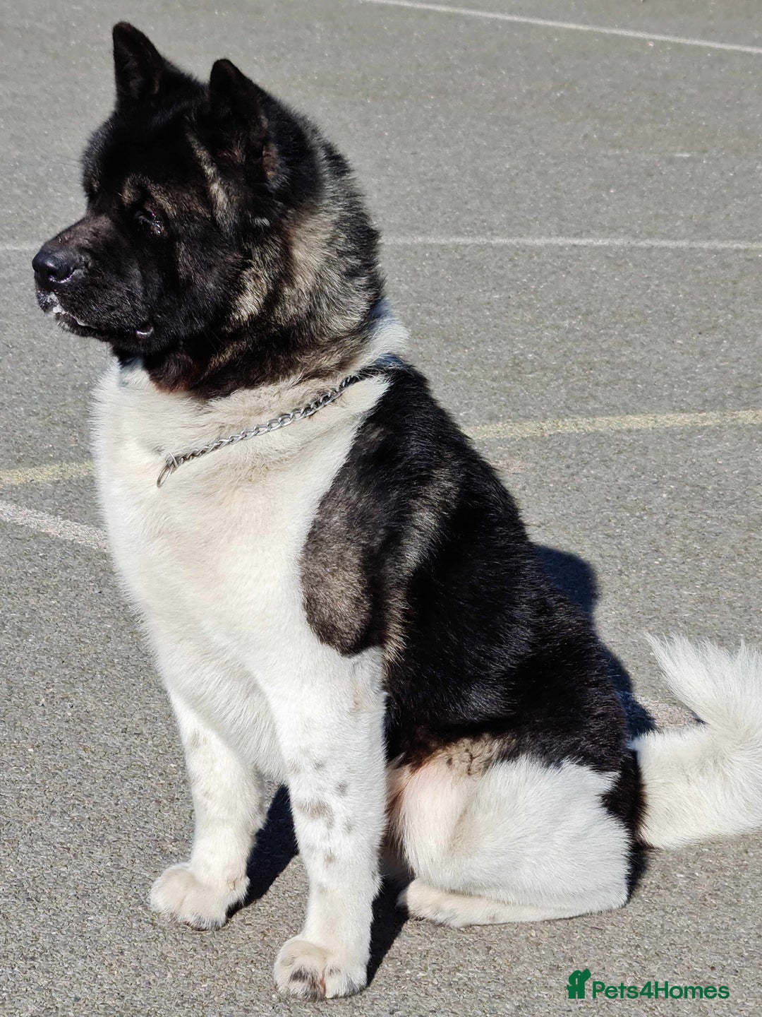 Akita dogs for sale: Adult American Akita - Image 6