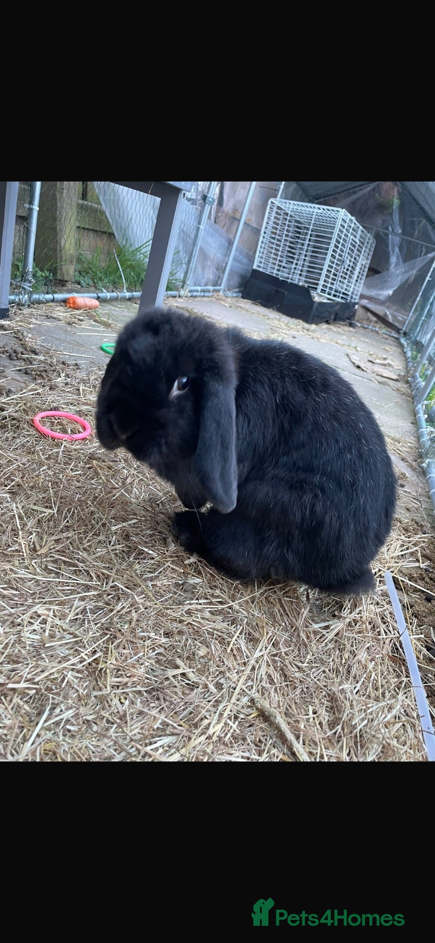Mini Lop rabbits for sale: Raven mini lop  - Advert 3